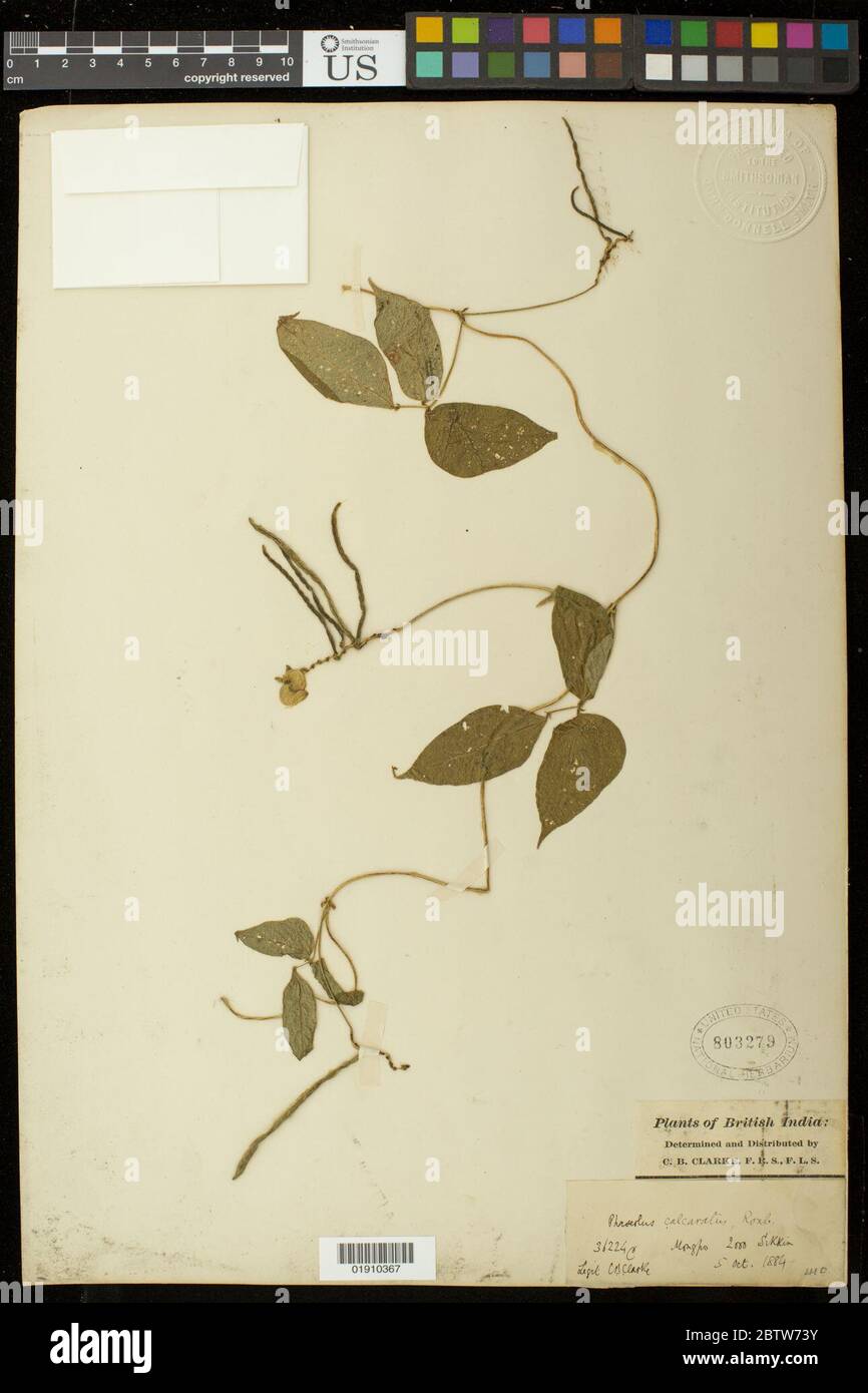 Phaseolus calcaratus Roxb. Stock Photo