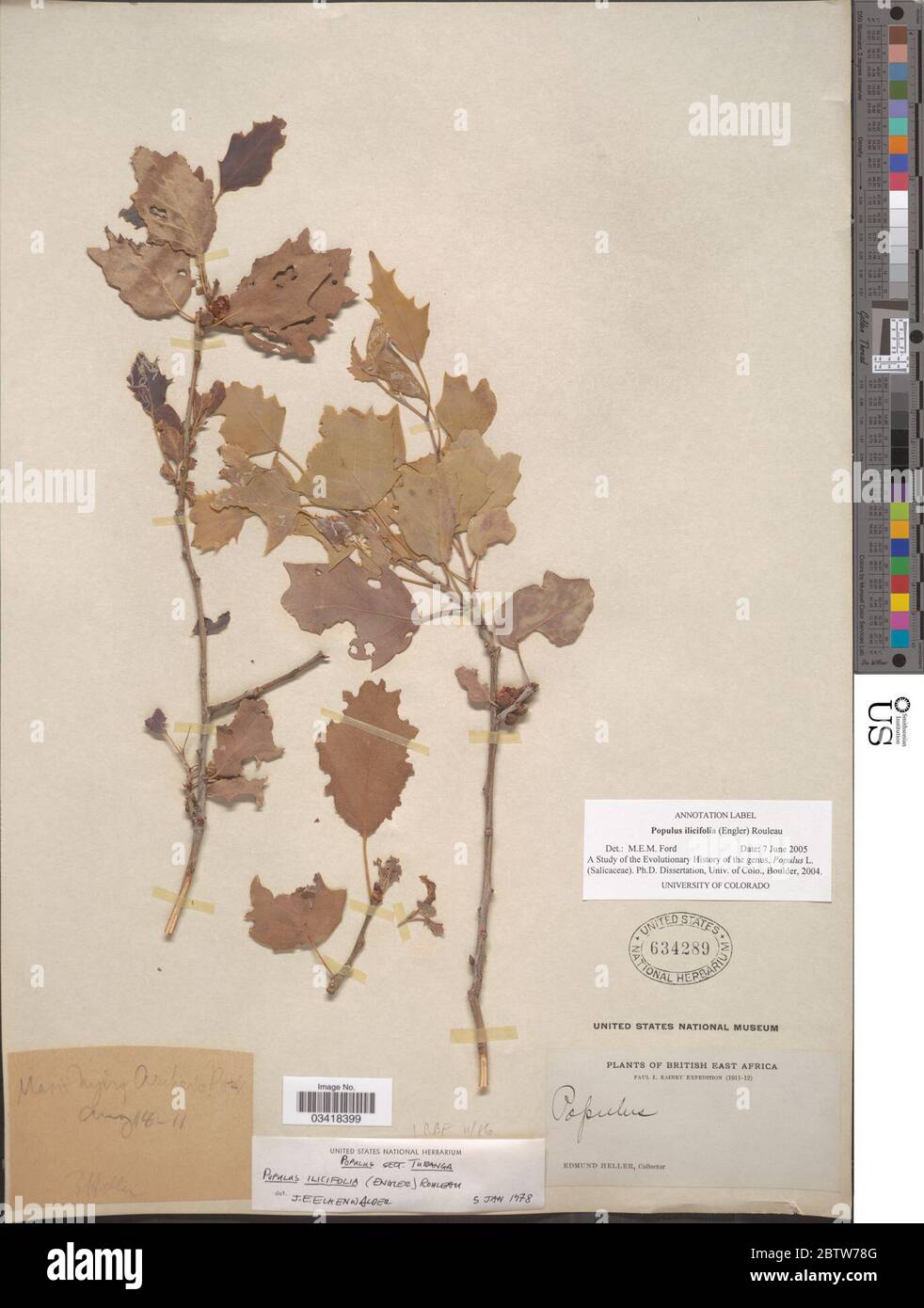 Populus ilicifolia Engl Rouleau. Stock Photo