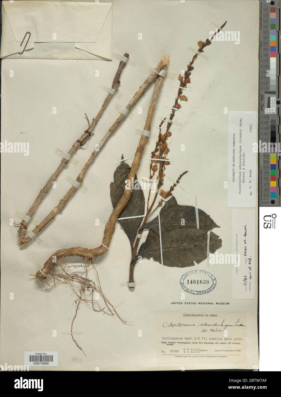 Pulchranthus adenostachyus Lindau VM Baum et al. Stock Photo