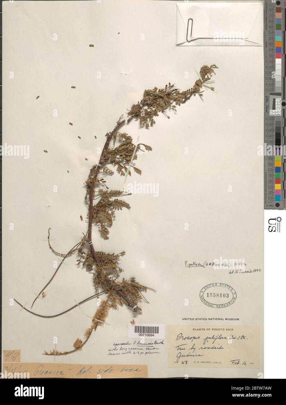 Prosopis pallida Humb Bonpl ex Willd Kunth. Stock Photo