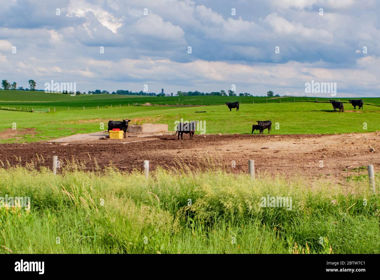 Pasture hills cows field grazing landscape cattle hi-res stock ...