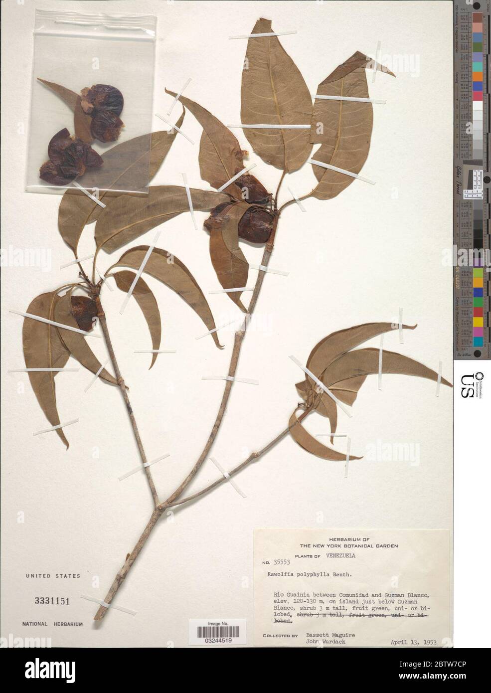 Rauvolfia polyphylla Benth. Stock Photo