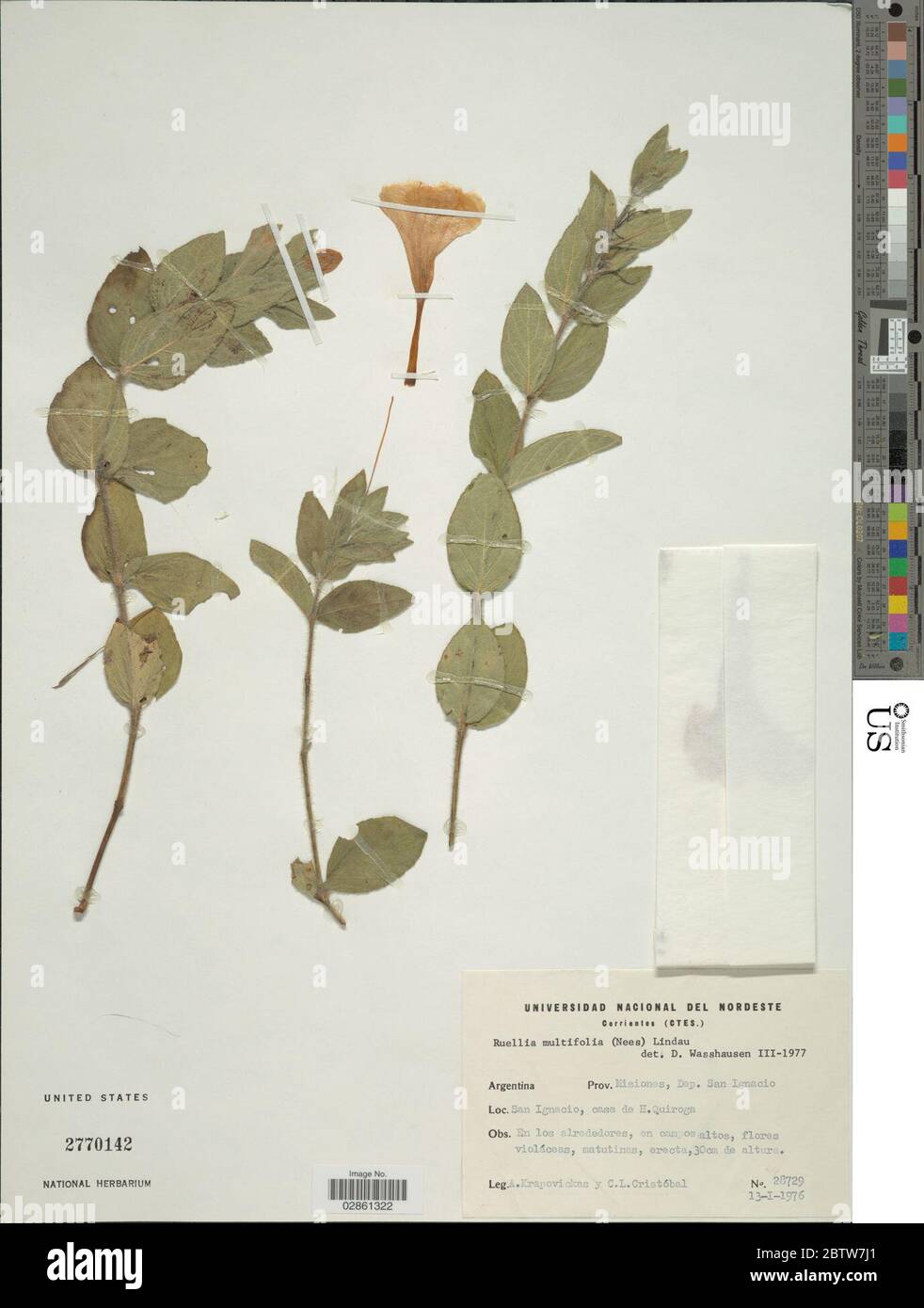Ruellia multifolia Nees Lindau. Stock Photo