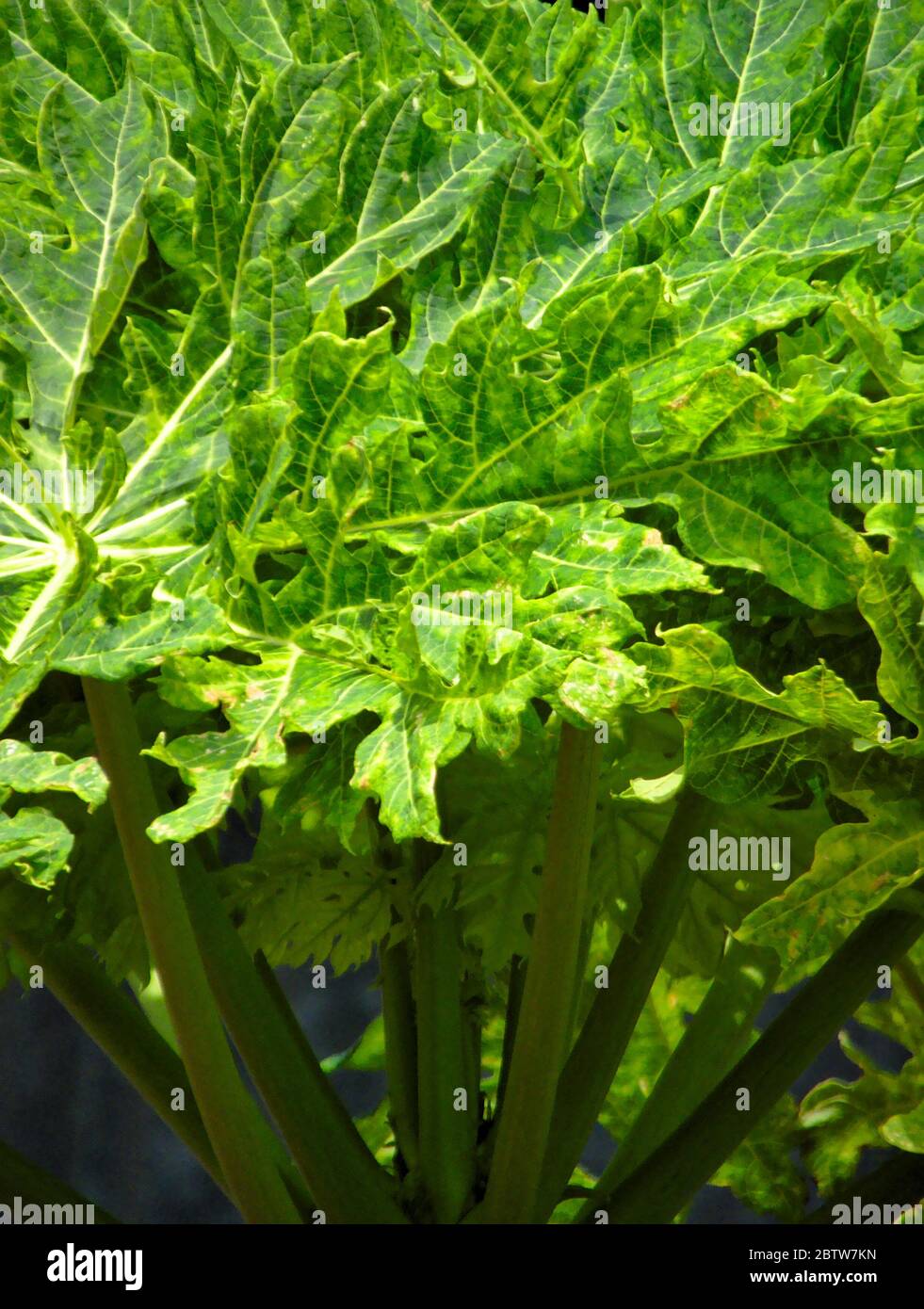 Square like leaves hi-res stock photography and images - Alamy