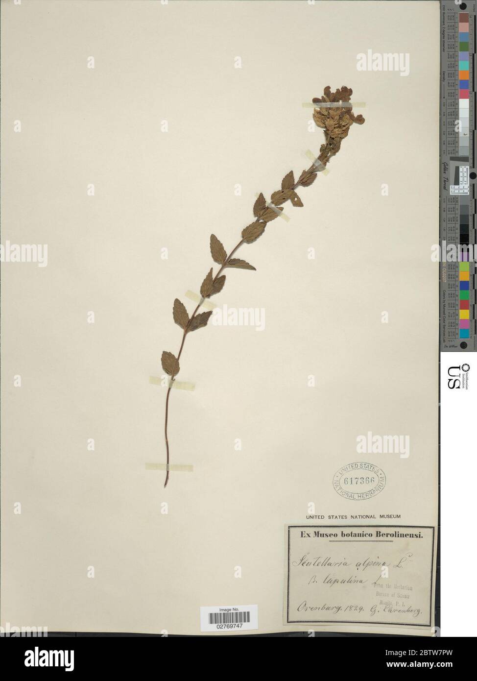 Scutellaria alpina L. Stock Photo
