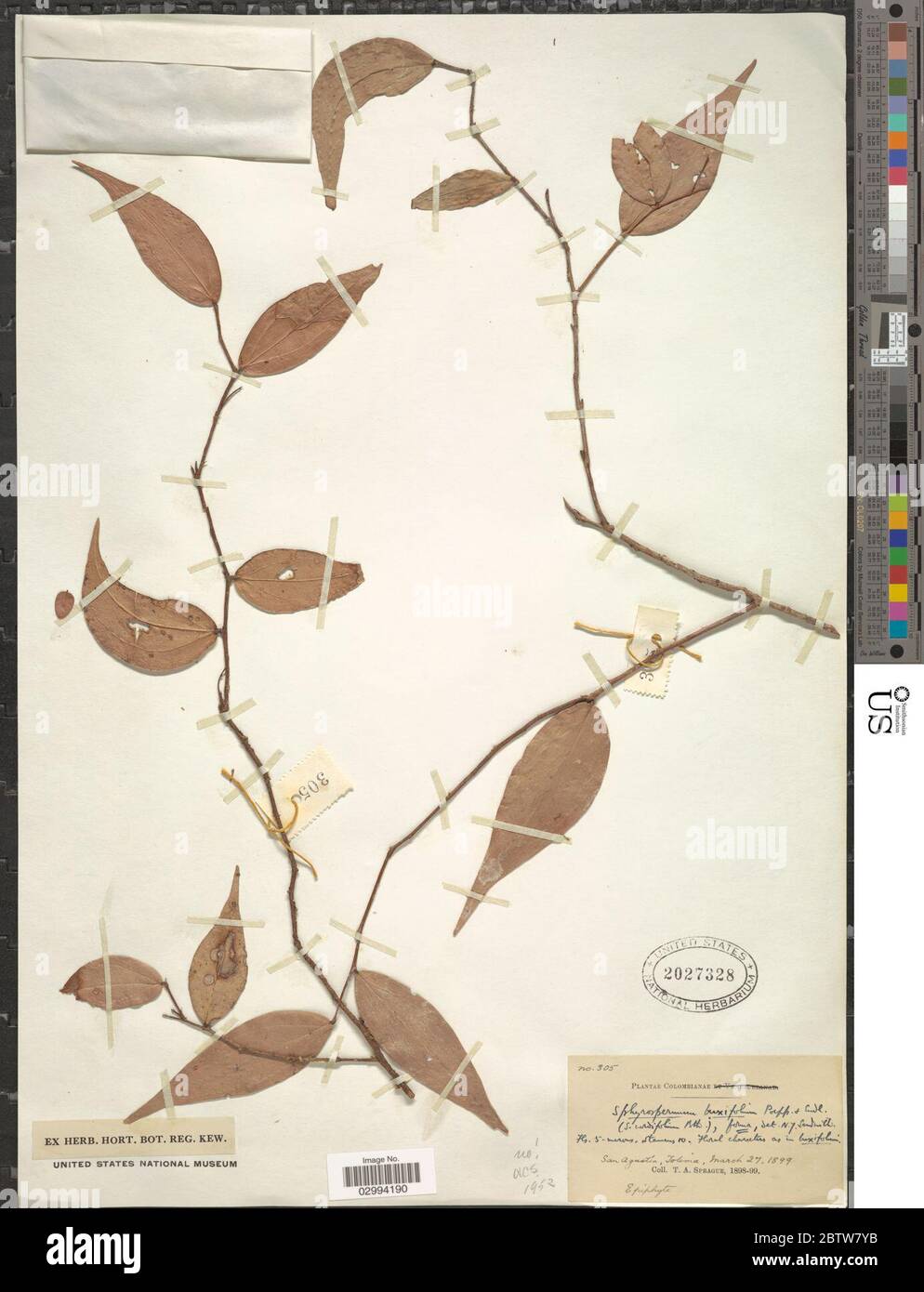 Sphyrospermum buxifolium Poepp Endl. Stock Photo