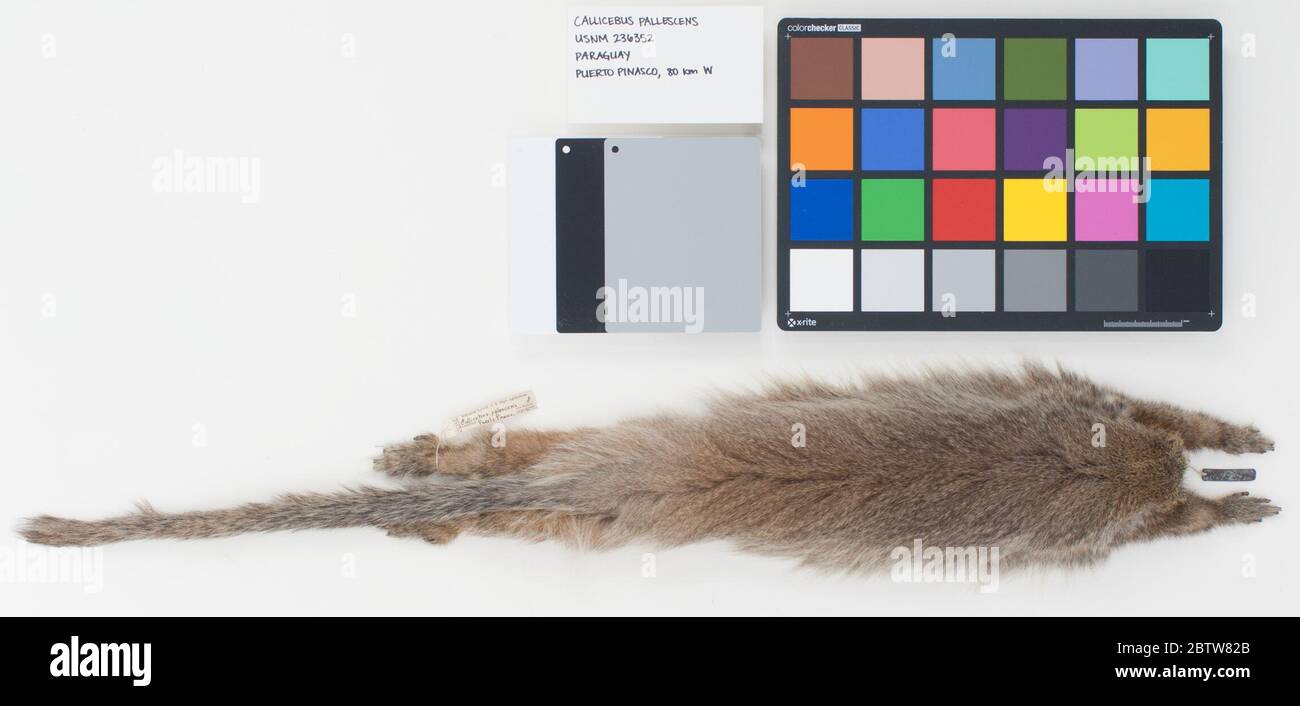 Callicebus pallescens. Item was destructively sampled. Tissue and/or parts were sent to Jessica Alfaro, University of California, Los Angeles - Anthropology, on 7 Nov 2014. For reference, see Transaction No. 20714369 Apr 20201 Stock Photo