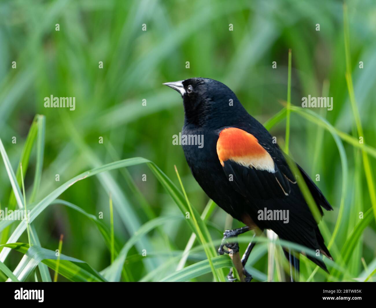 Red-Winged Blackbird (Agelaius phoeniceus) - Mississippi National River &  Recreation Area (U.S. National Park Service)