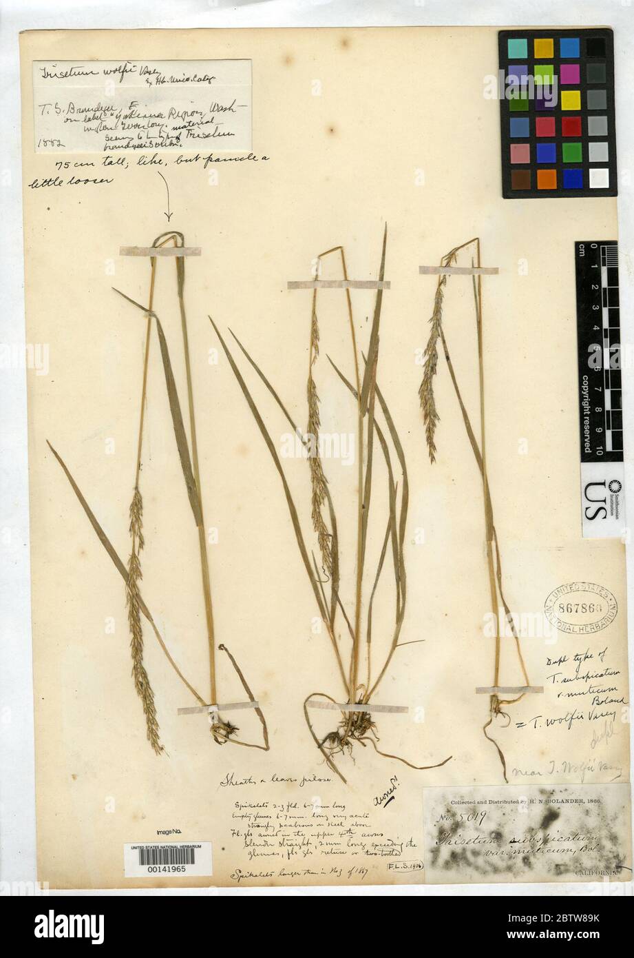 Trisetum subspicatum var muticum Bol ex Thurb in S Watson. Stock Photo
