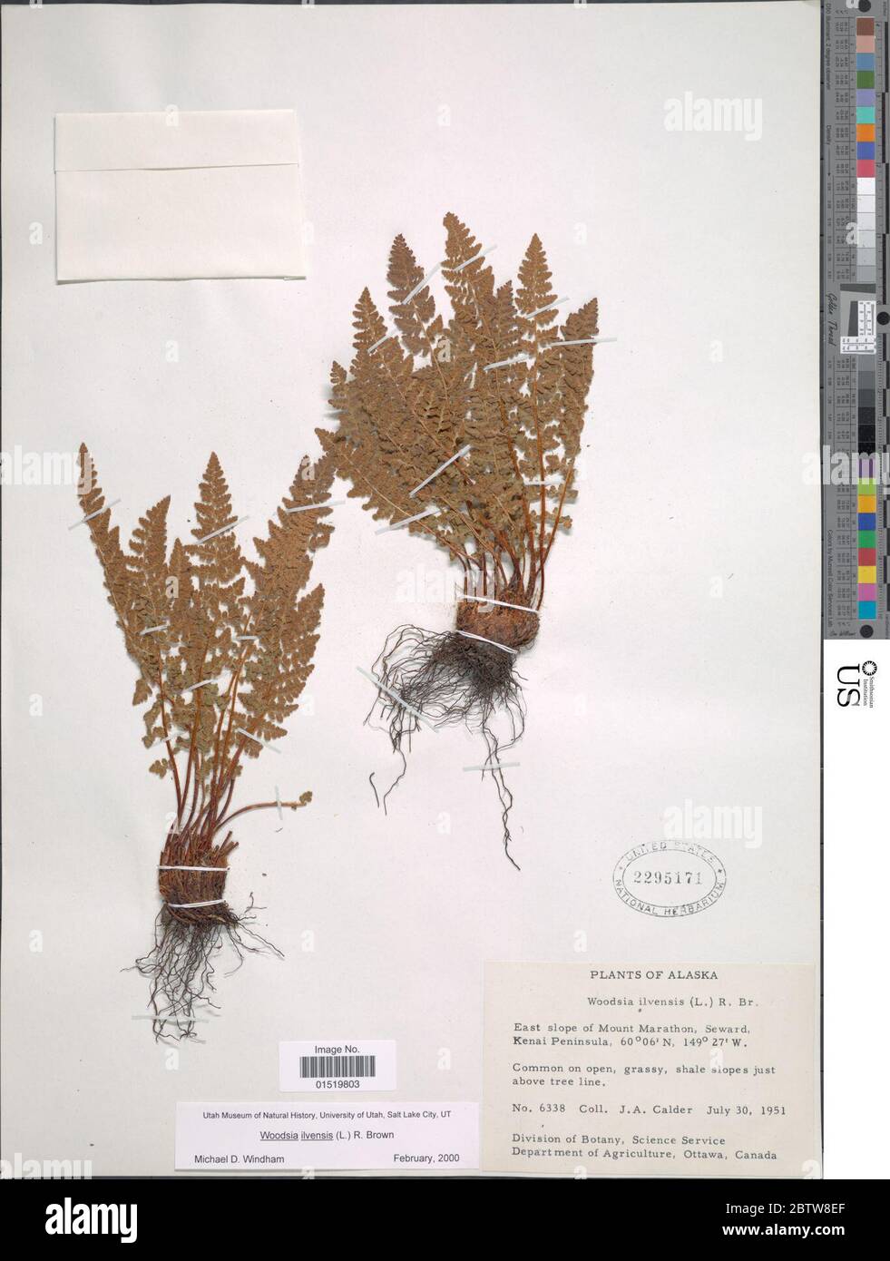 Woodsia ilvensis L Aiton. Stock Photo