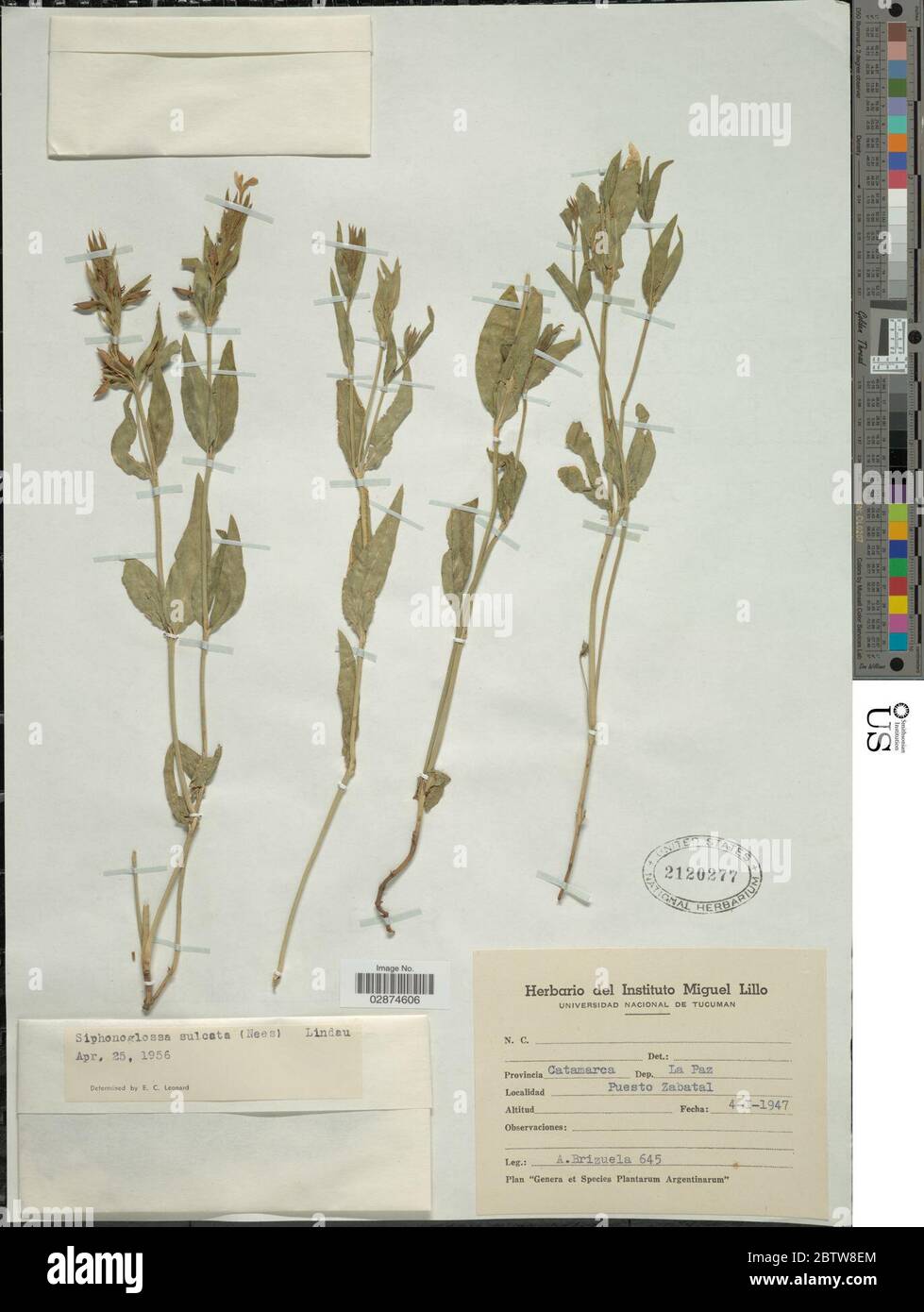 Yeatesia sulcata Nees Hilsenb. Stock Photo