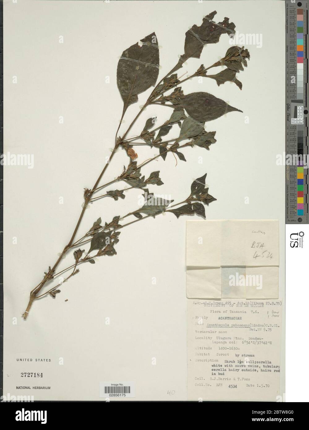 Acanthopale pubescens Lindau ex Engl CB Clarke. Stock Photo