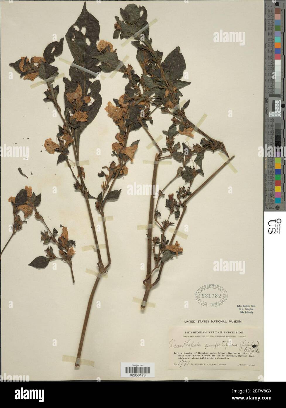 Acanthopale confertiflora Lindau CB Clarke. Stock Photo