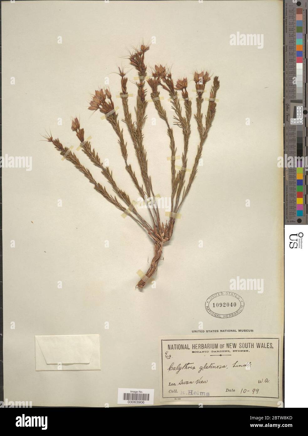 Calytrix glutinosa Lindl. Stock Photo