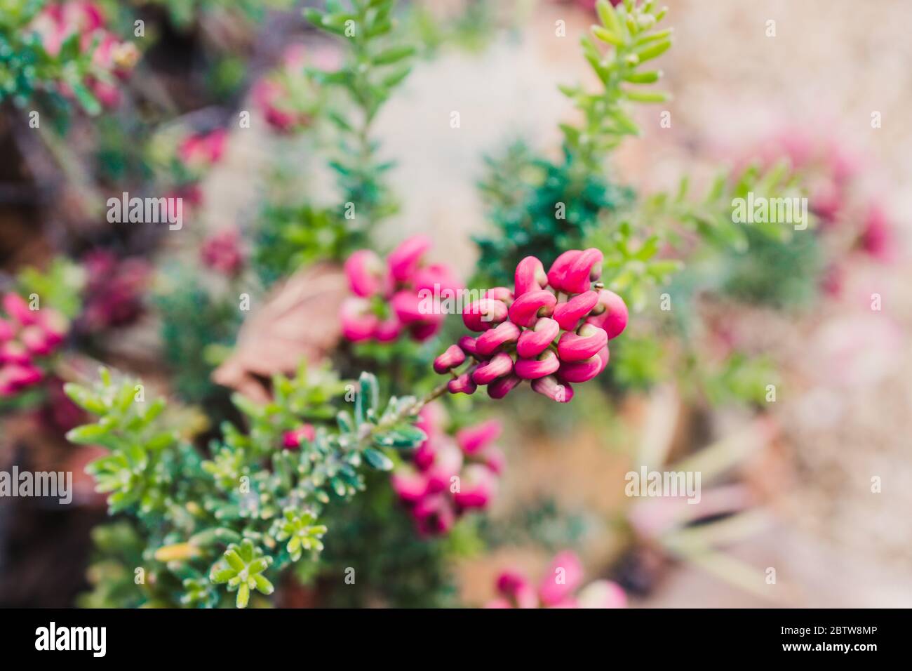native Australian grevillea lanigera plant outdoor in sunny backyard shot at shallow depth of field Stock Photo