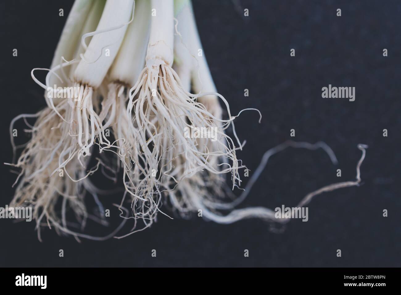 Spring Onion With Roots healthy plant-based ingredients, bunch of spring onions with roots on ...