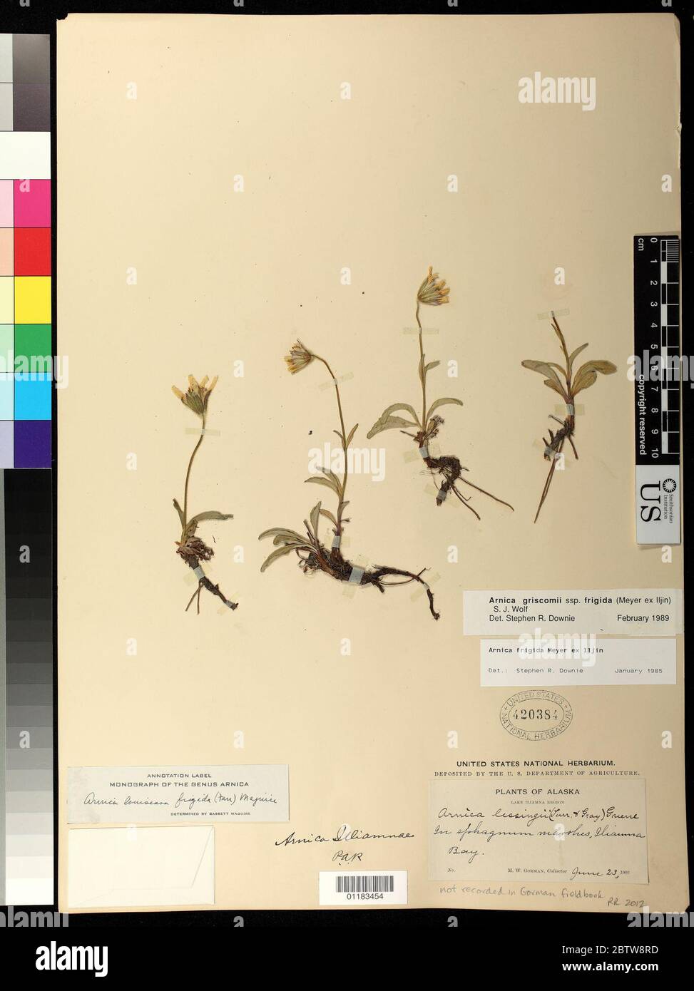 Arnica griscomii subsp frigida CA Mey ex Iljin SJ Wolf. Stock Photo