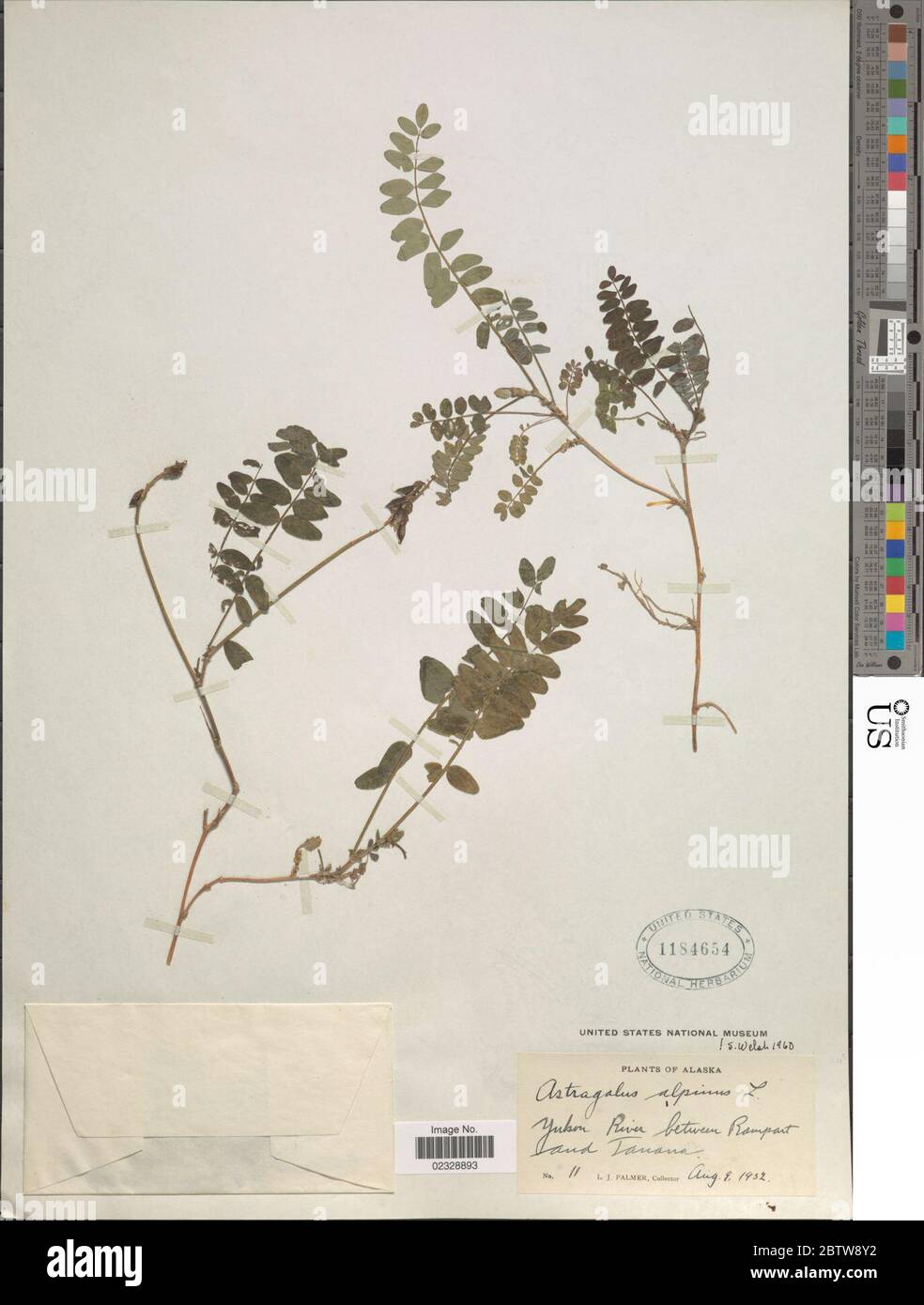 Astragalus alpinus L. Stock Photo