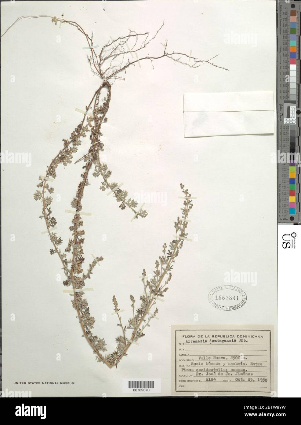 Artemisia domingensis Urb. Stock Photo