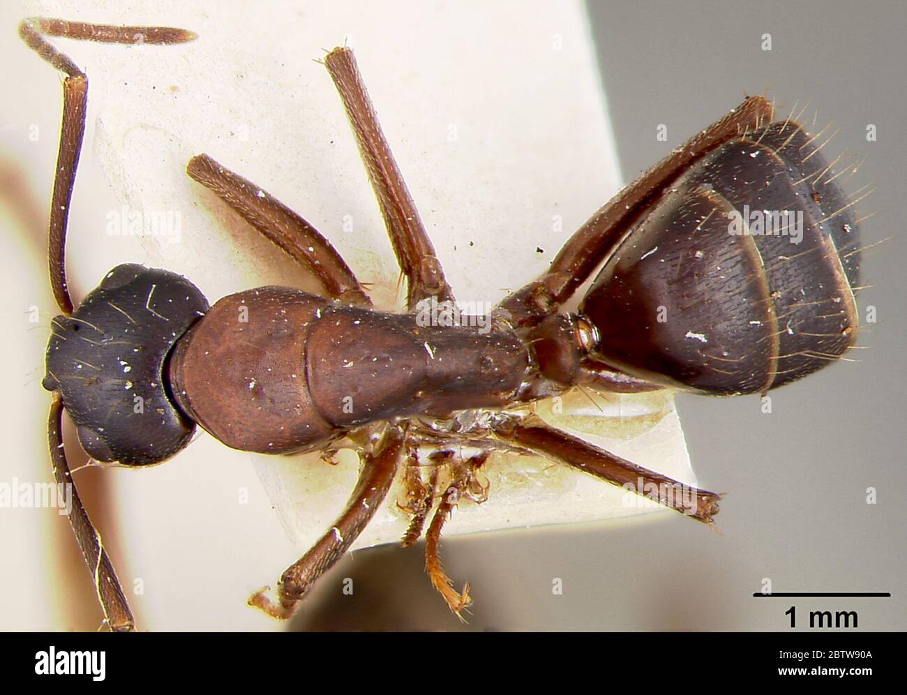 Camponotus Colobopsis maculatus vicinus var plorabilis. 30 Mar 20203 Stock Photo