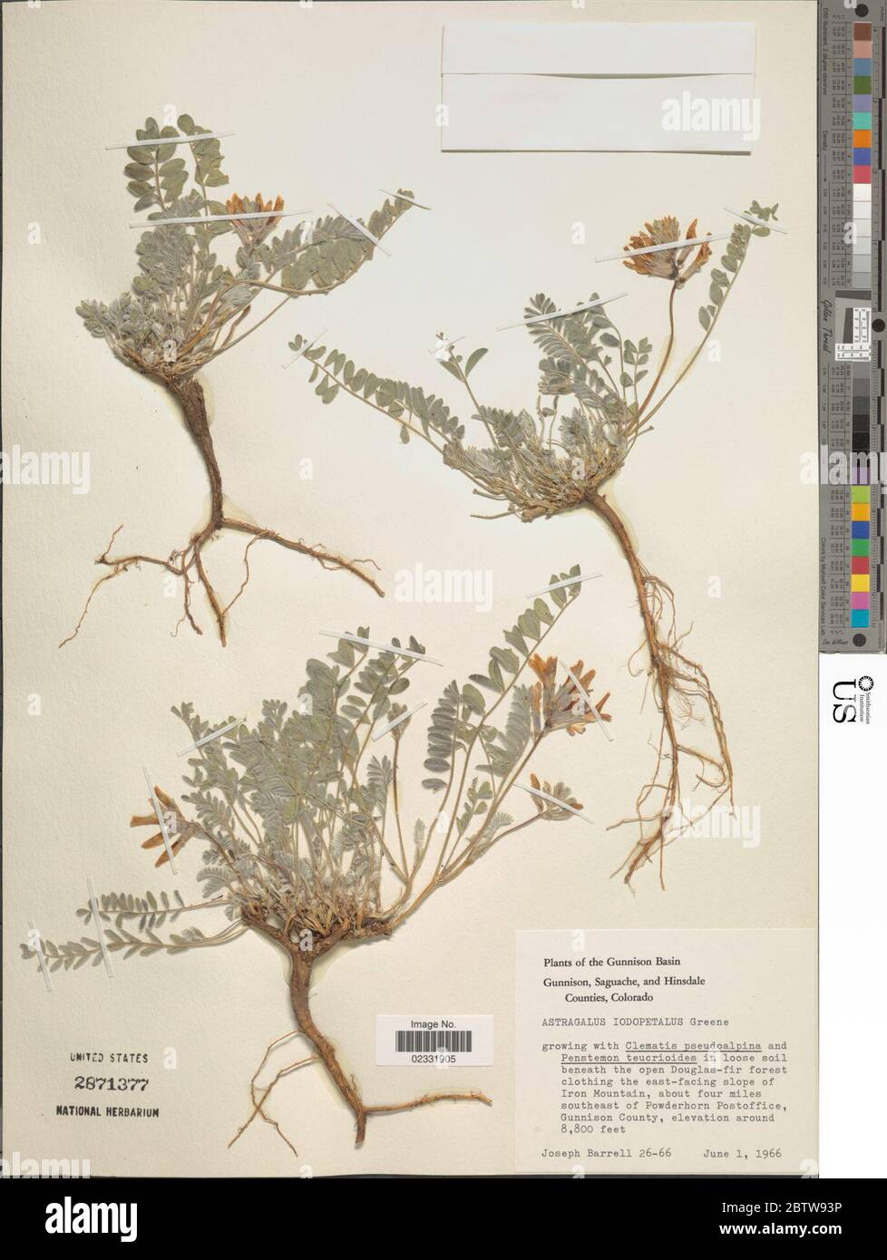 Astragalus iodopetalus Rydb Barneby. Stock Photo