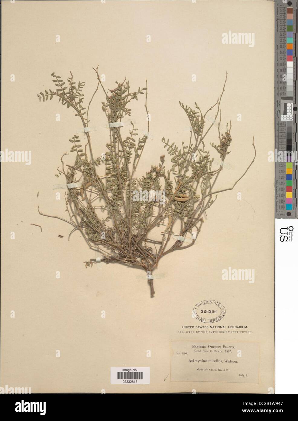 Astragalus misellus S Watson. Stock Photo