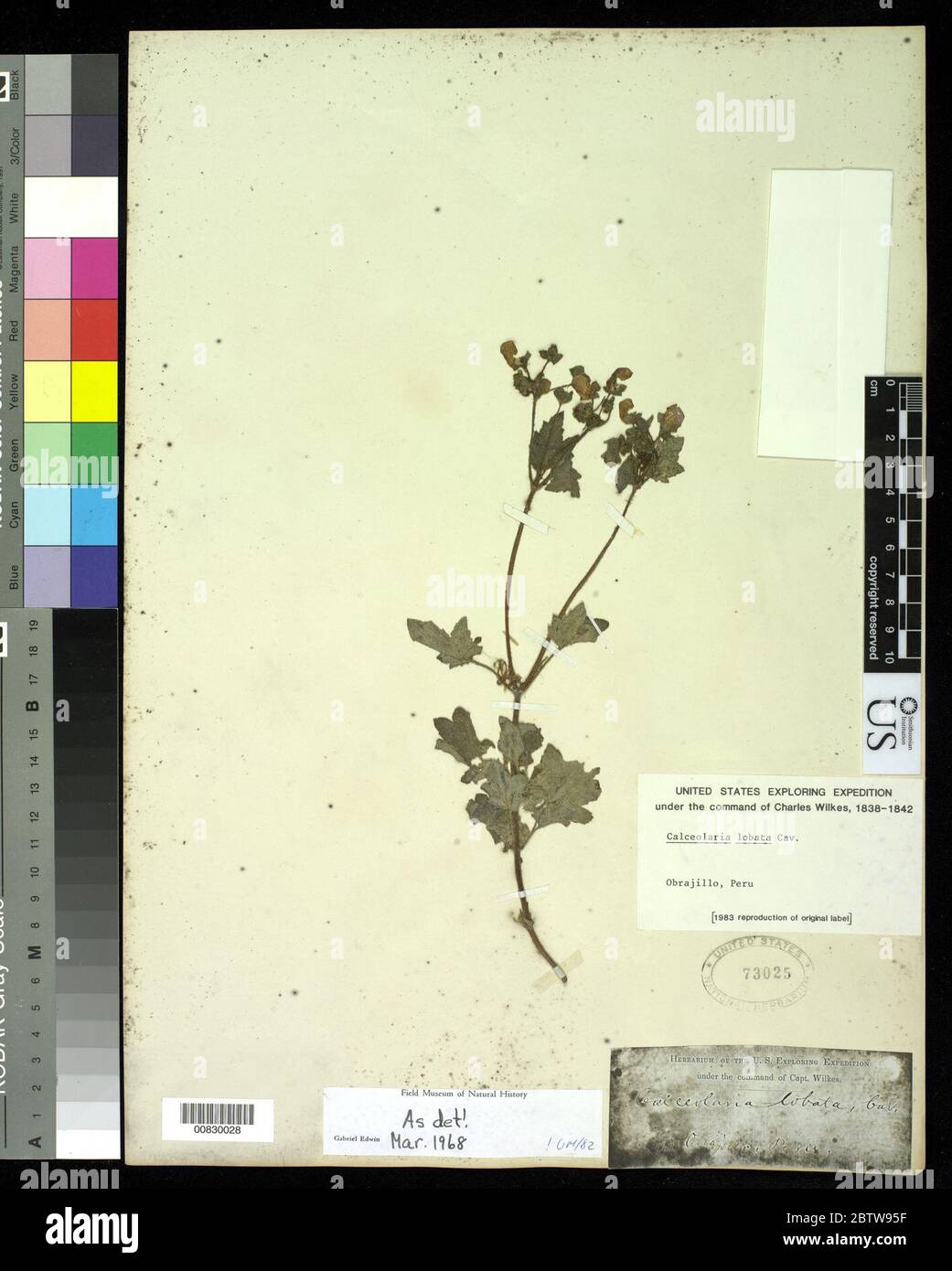 Calceolaria lobata Cav. Stock Photo