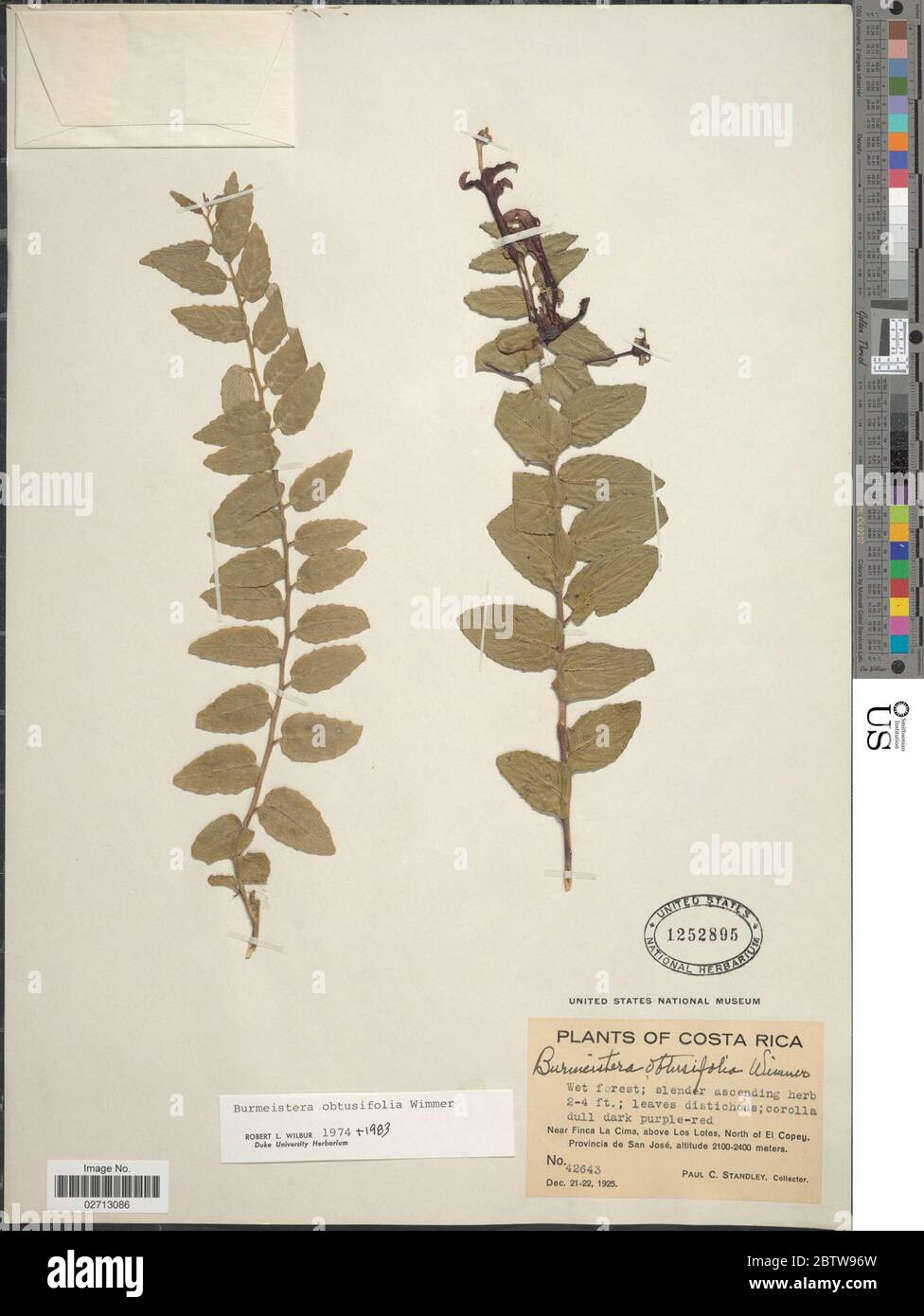 Burmeistera obtusifolia E Wimm. Stock Photo