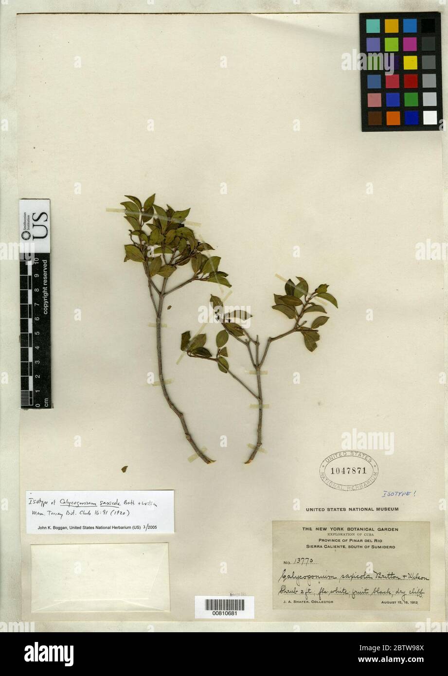 Calycogonium saxicola Britton P Wilson. Stock Photo