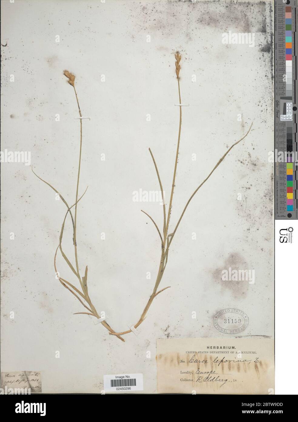 Carex leporina L. Stock Photo