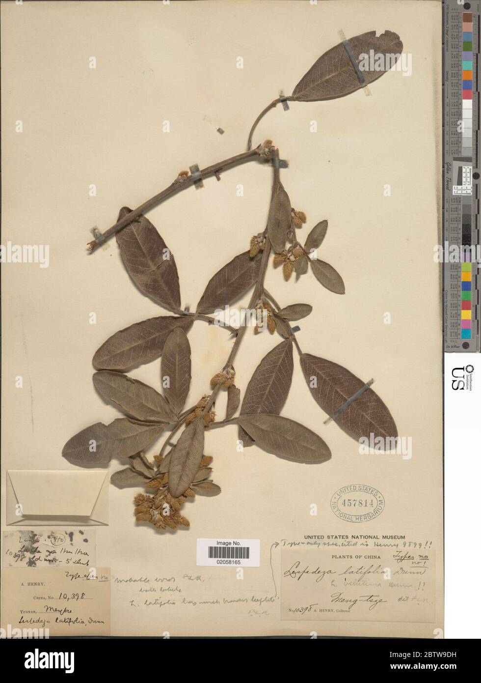 Campylotropis latifolia Dunn Schindl. 11 Jan 20181 Stock Photo