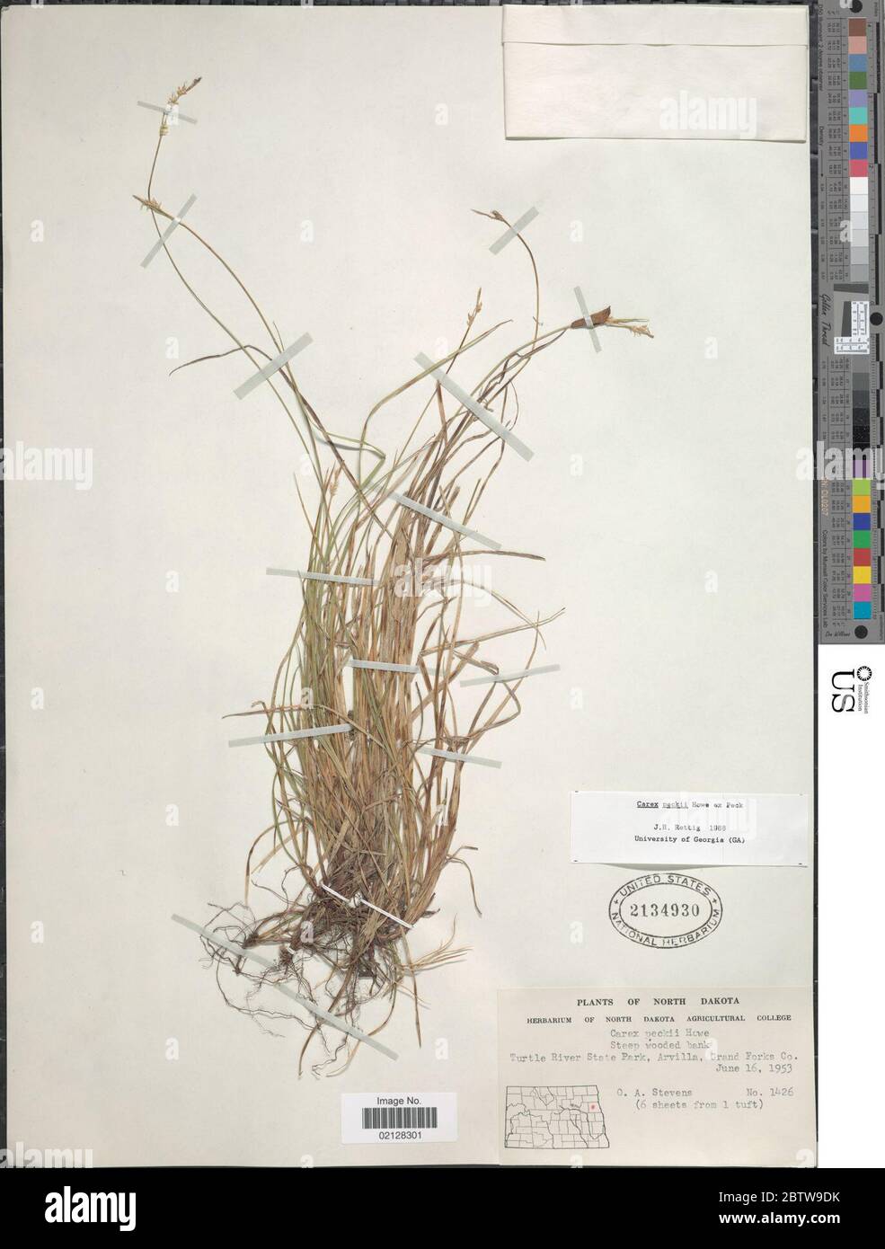 Carex peckii Howe. Stock Photo