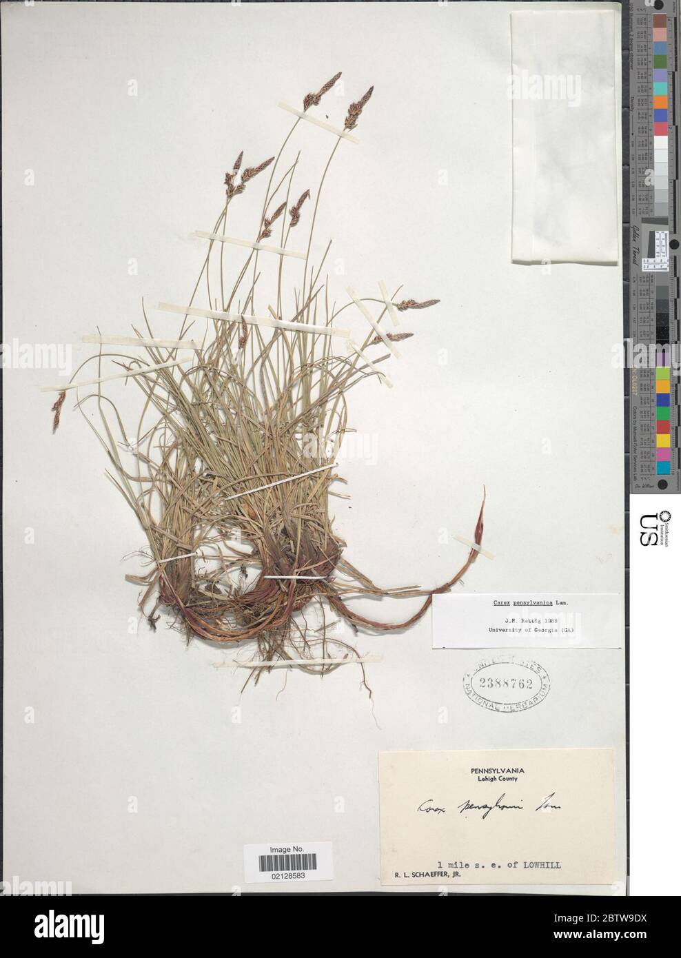 Carex pensylvanica Lam. Stock Photo