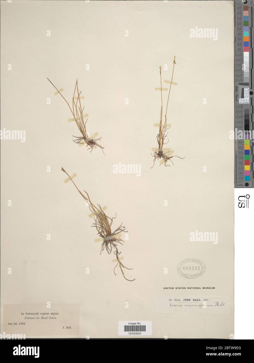 Carex microglochin. Stock Photo