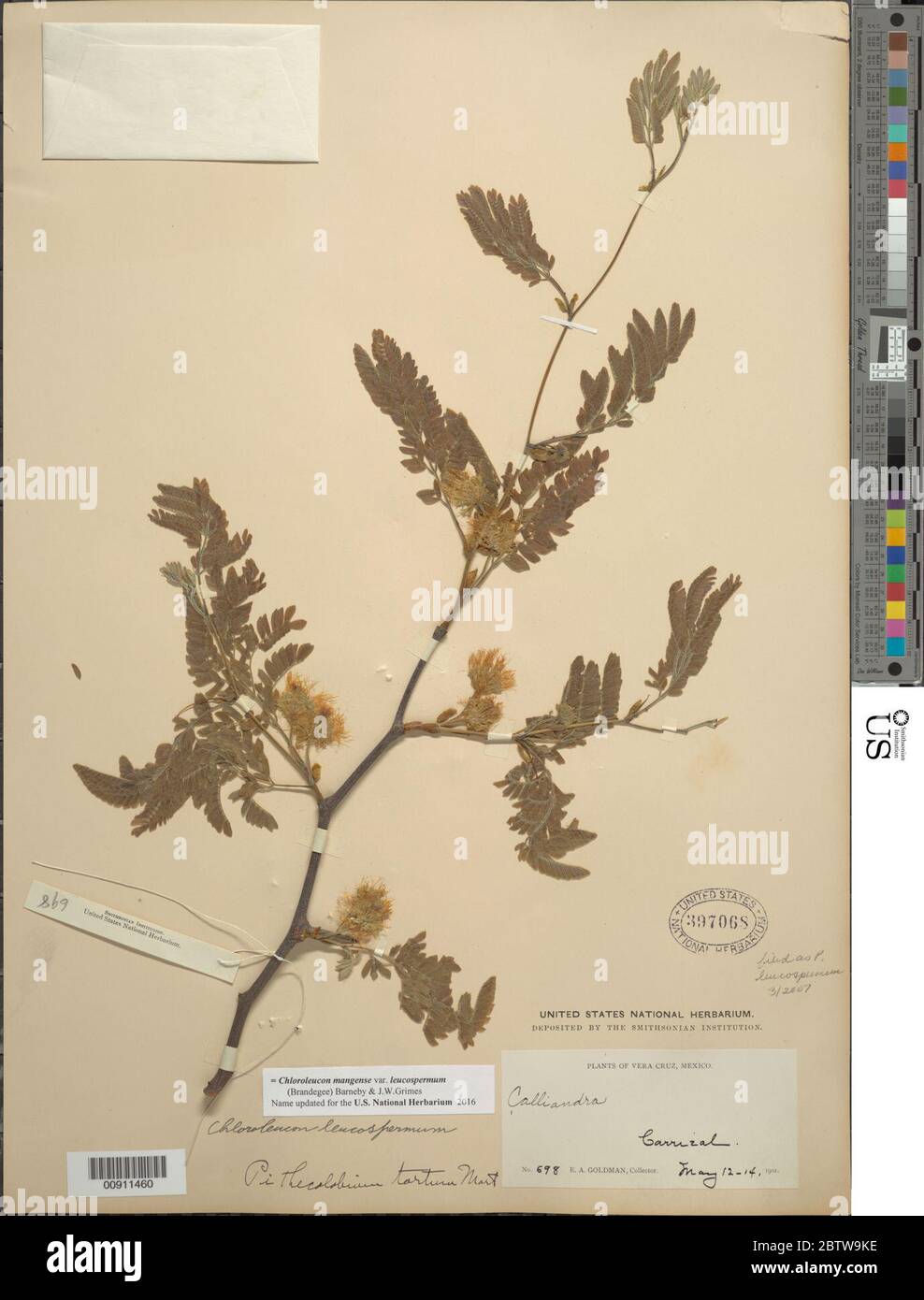 Chloroleucon mangense var leucospermum Brandegee Barneby JW Grimes. Stock Photo