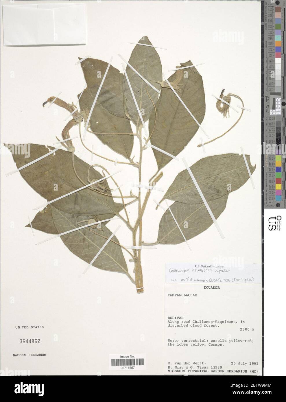 Centropogon azuayensis Jeppesen. Stock Photo