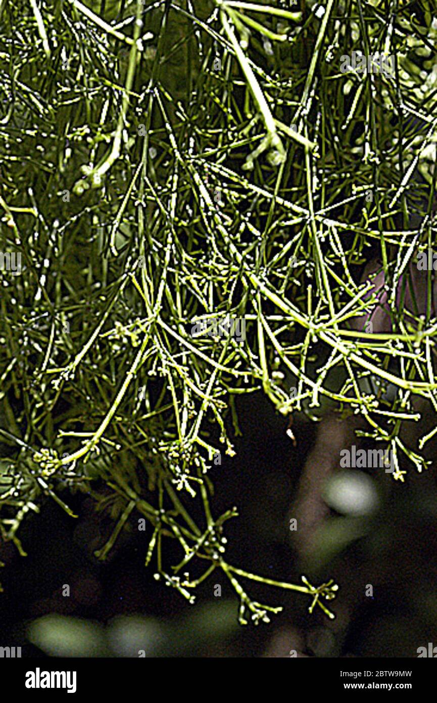 Cissus verticillata subsp verticillata L Nicolson CE Jarvis. Stock Photo