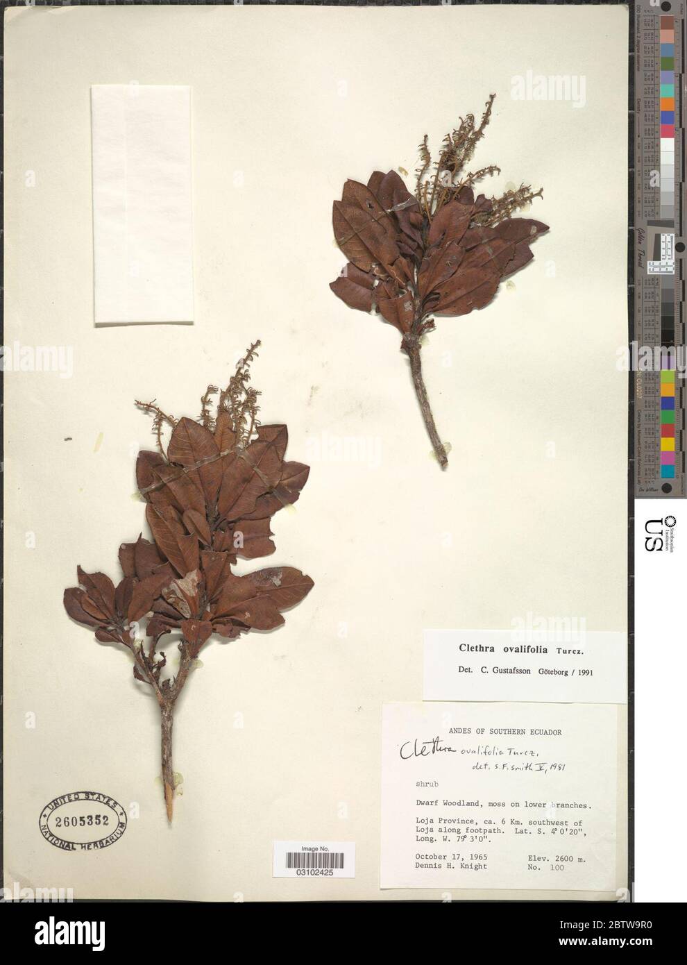 Clethra ovalifolia. Stock Photo