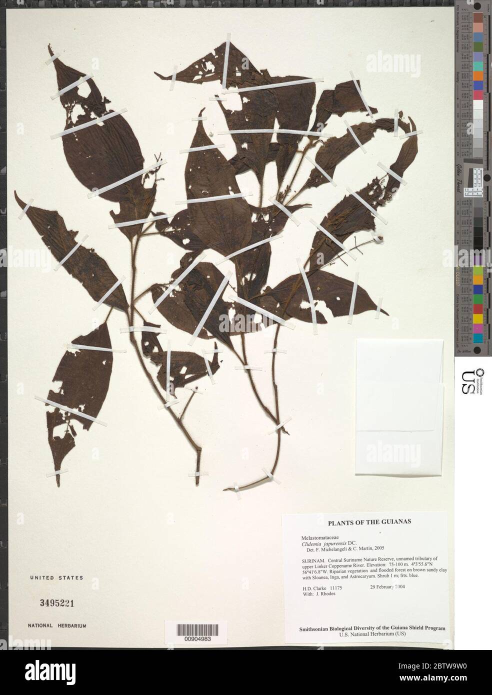 Clidemia japurensis DC. Stock Photo
