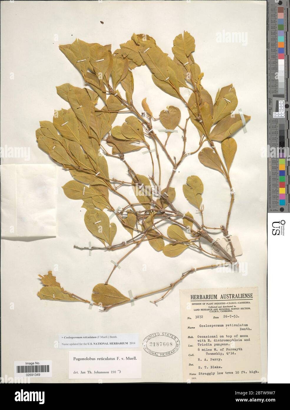 Coelospermum reticulatum F Muell Benth. Stock Photo