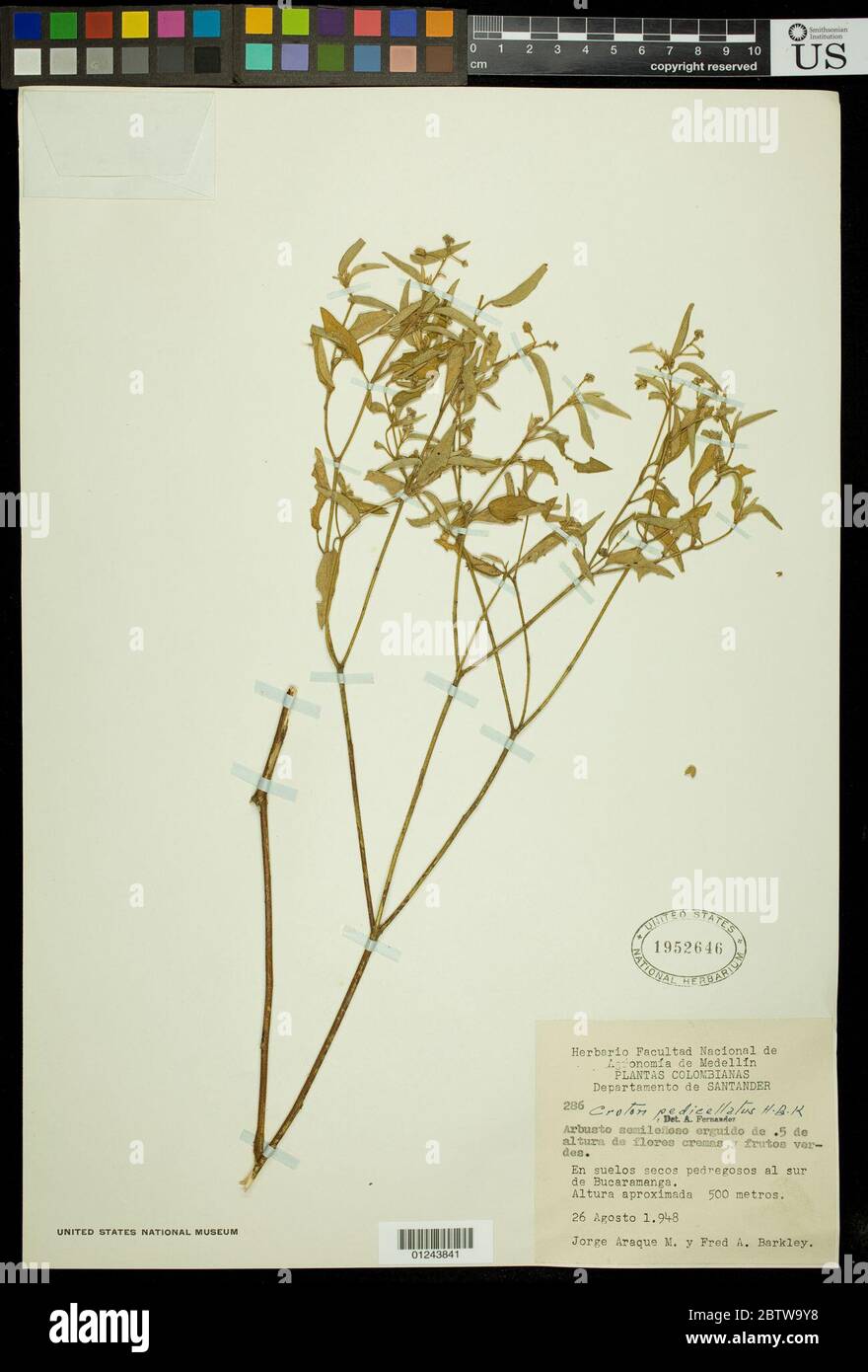 Croton pedicellatus Kunth. Stock Photo