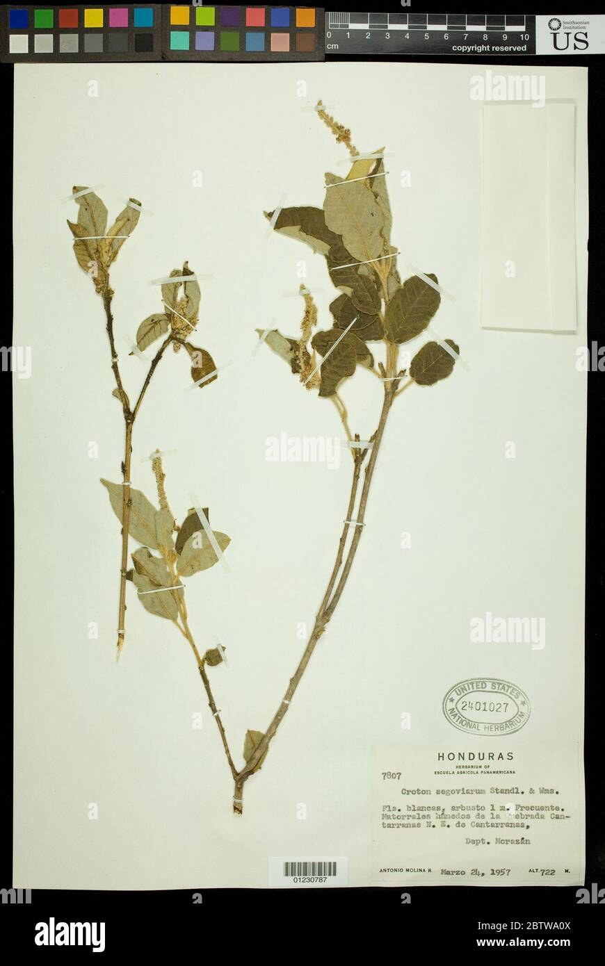Croton segoviarum Standl LO Williams. Stock Photo
