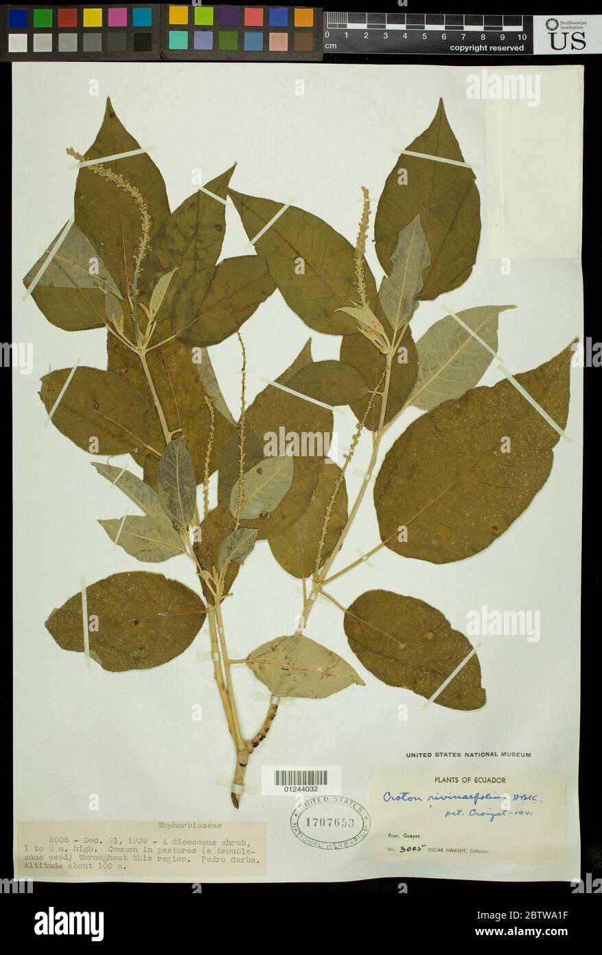 Croton rivinifolius Kunth. Stock Photo