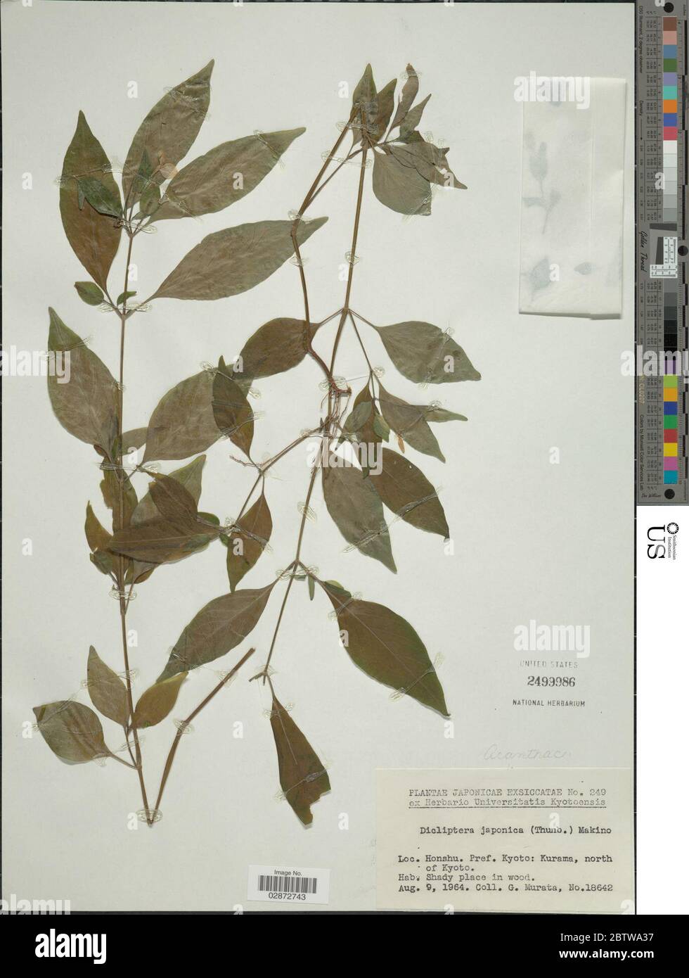Dicliptera japonica Thunb Makino. Stock Photo