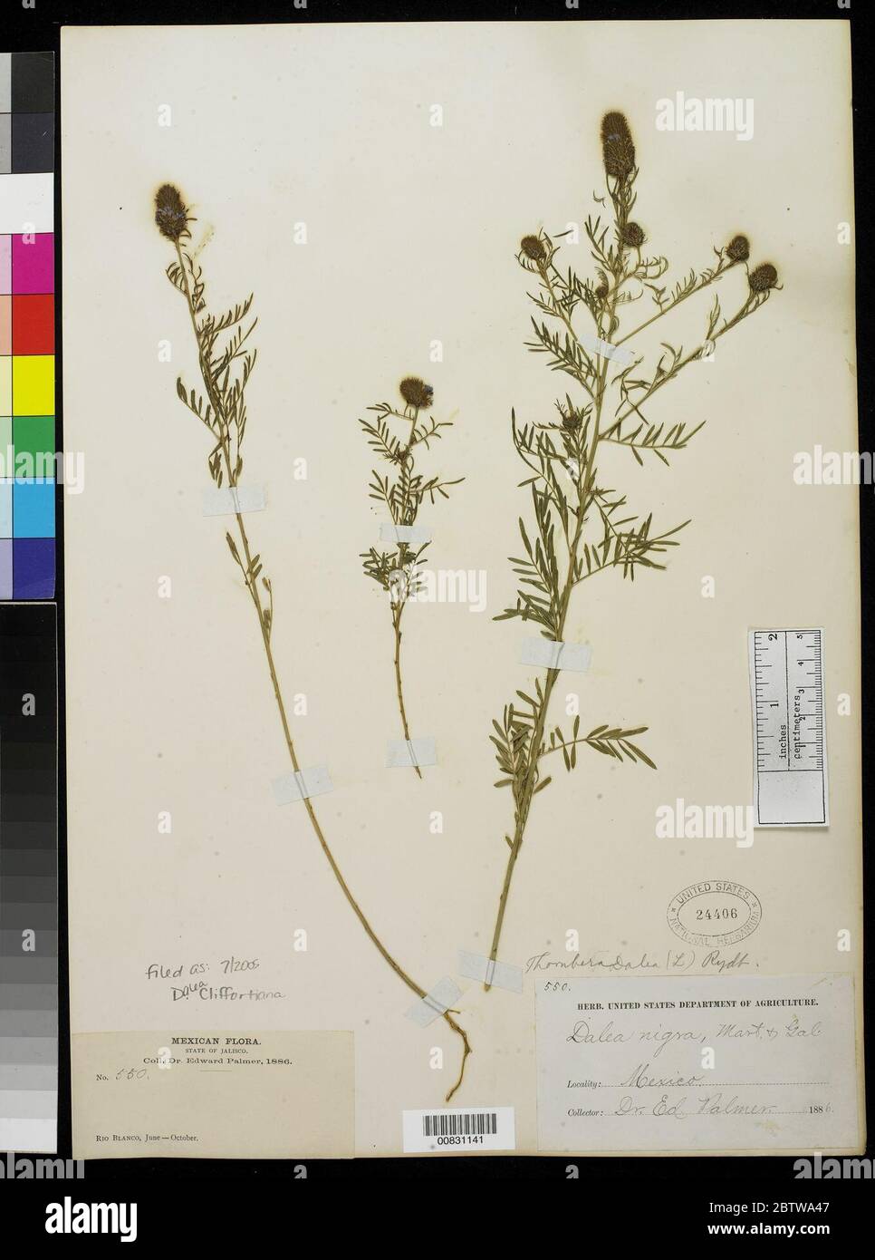 Dalea cliffortiana Willd. Stock Photo