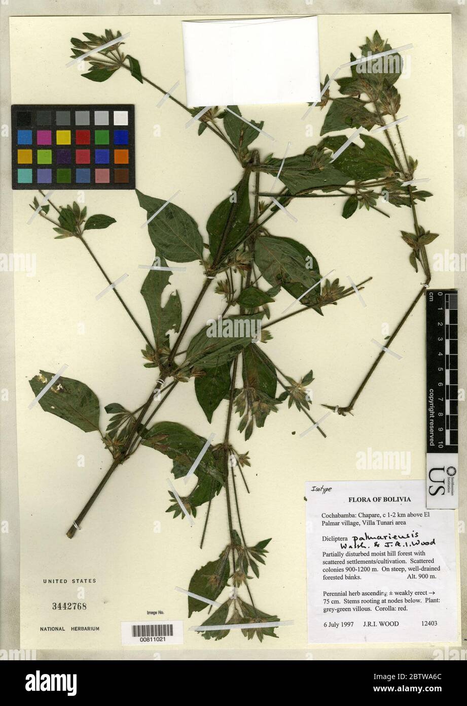 Dicliptera palmariensis Wassh JRI Wood. Stock Photo