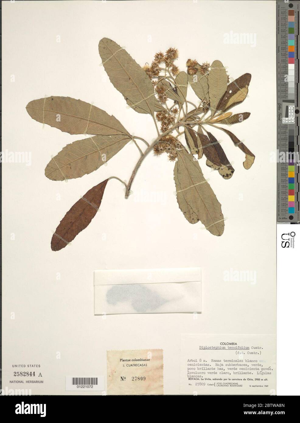 Diplostephium tenuifolium Cuatrec. Stock Photo