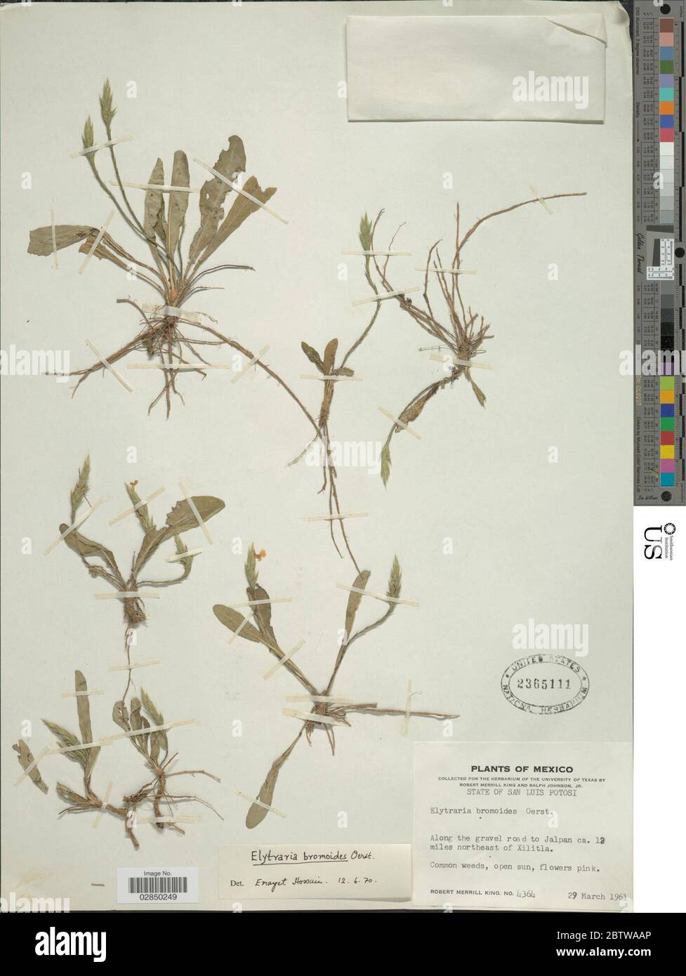 Elytraria bromoides Oerst. Stock Photo