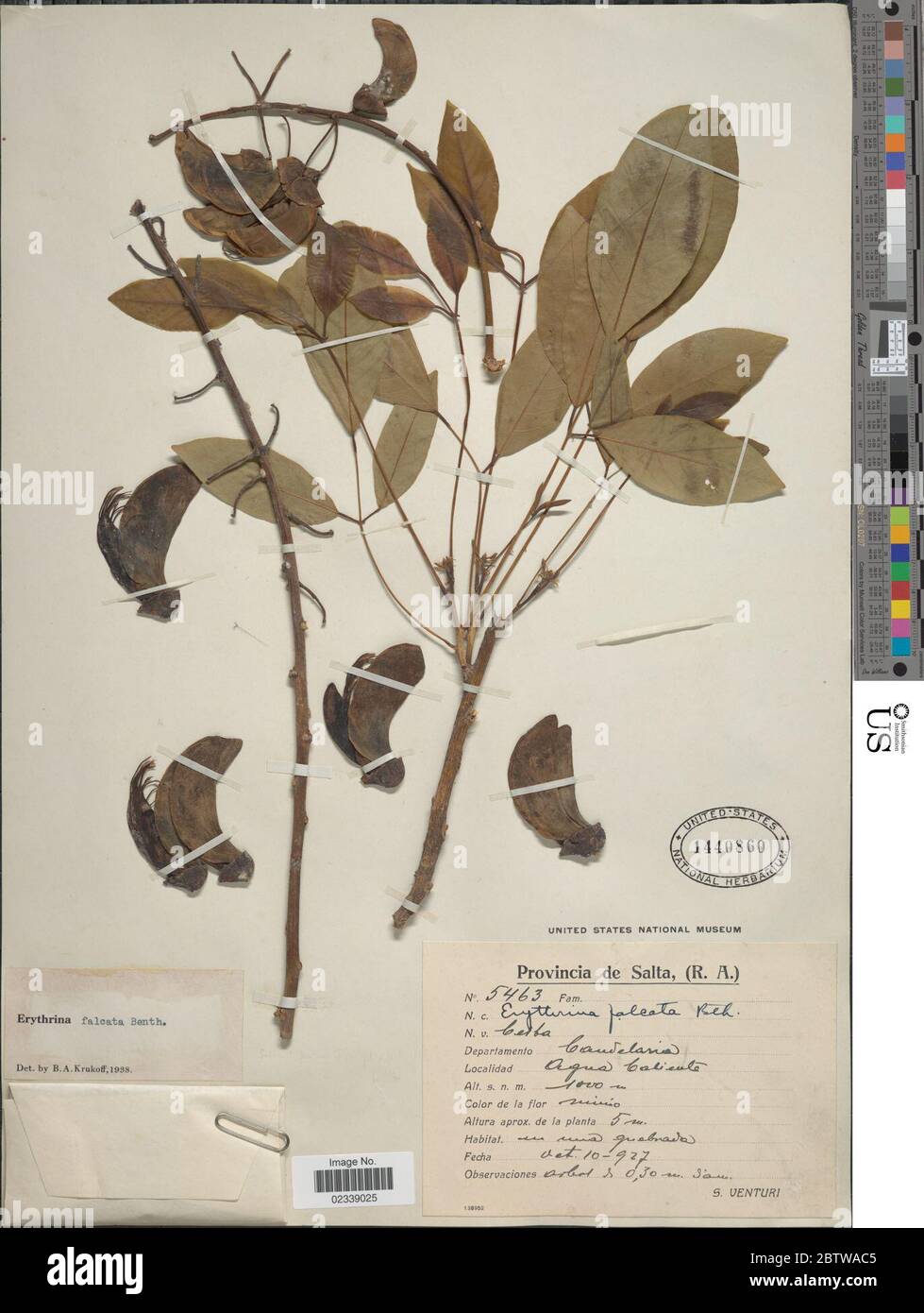 Erythrina falcata. Stock Photo
