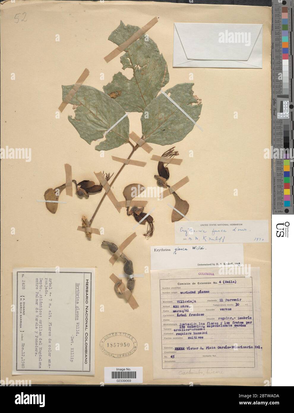 Erythrina fusca Lour. Stock Photo